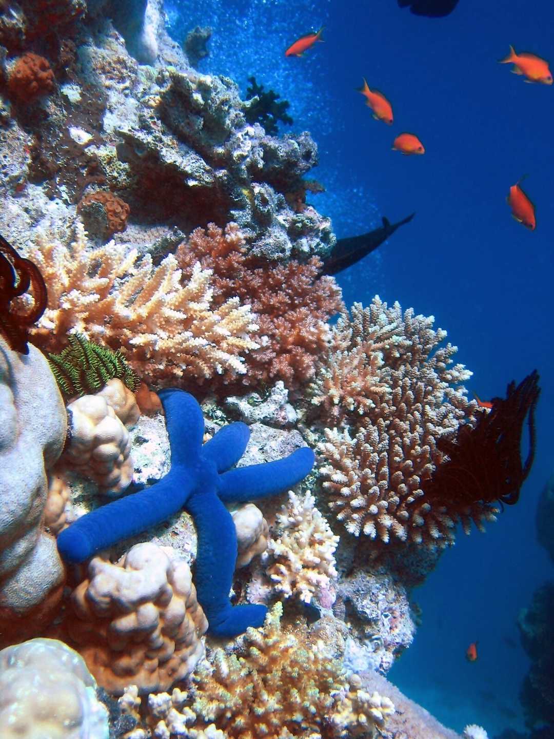 Bir mercan resifinin biyolojik çeşitliliği