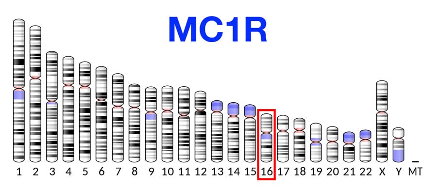 MC1R geninin bulunduğu 16. kromozom.