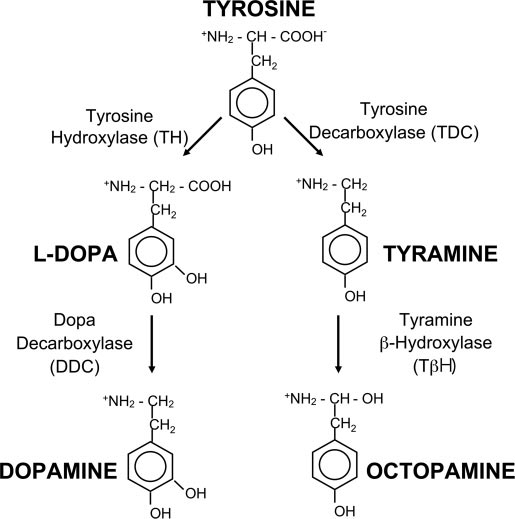 Drosophila'da dopamin tiramin ve oktopamin sentezi