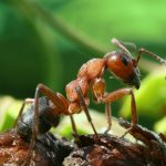 Formica rufa, kırmızı odun karıncası, güney odun karıncası veya at karıncası olarak da bilinir,