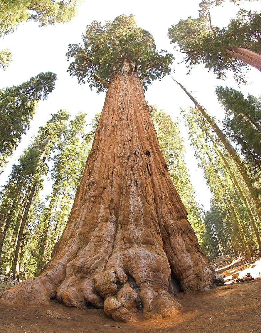 General Sherman Ağacı, Sequoia Ulusal Parkı'nda: Dünyanın en büyük canlı organizması.