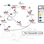 Glyoxylatepath