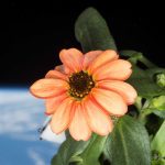 Zinnia çiçeği Uluslararası Uzay İstasyonu'ndaki Veggie'de yetişti