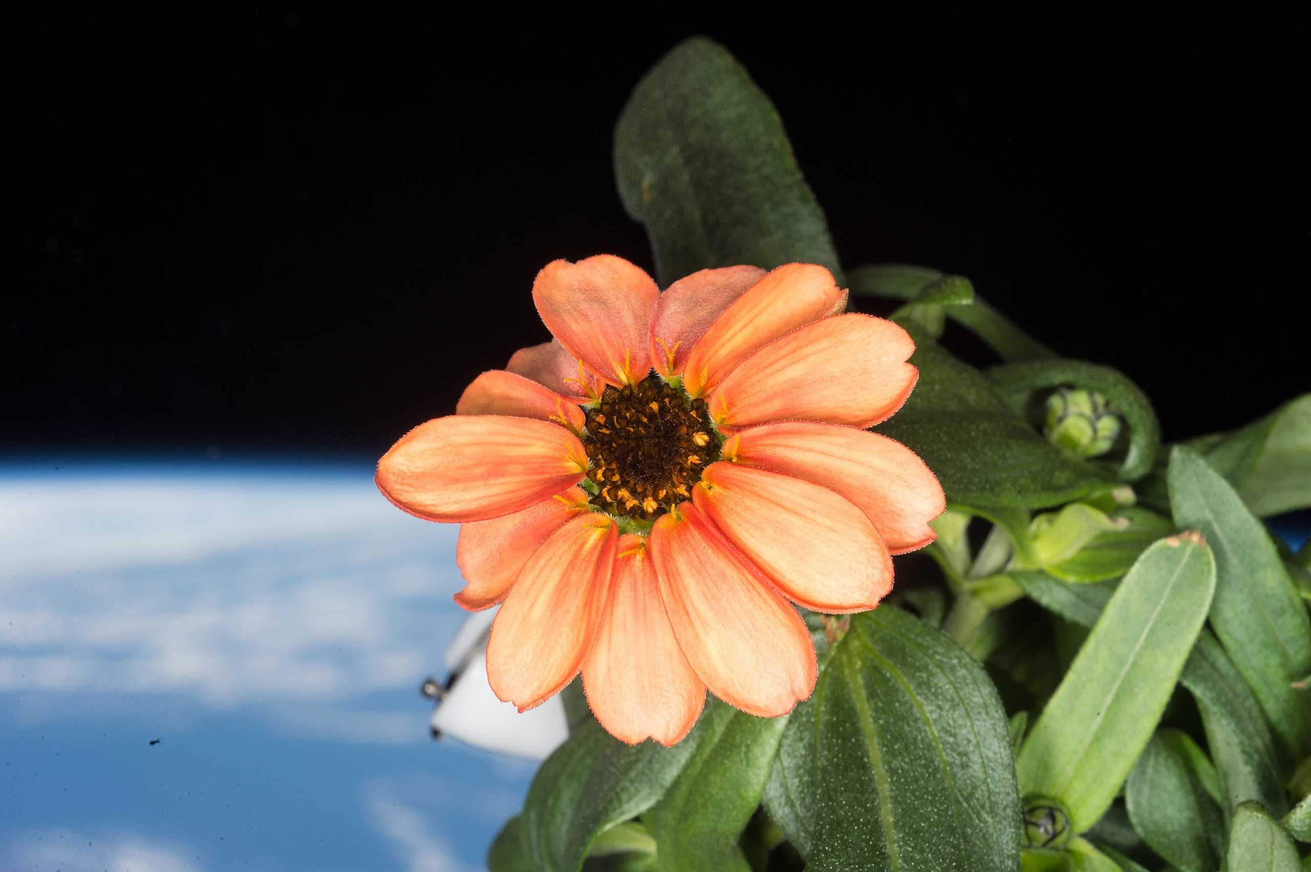 Zinnia çiçeği Uluslararası Uzay İstasyonu'ndaki Veggie'de yetişti