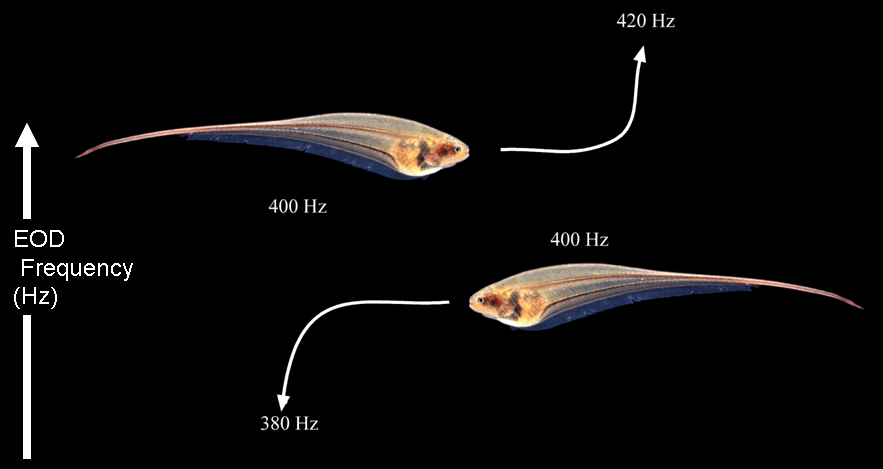 Balığın küçük elektrik darbelerinin uyarısına verdiği tepki. Görsel: Carl D. Hopkins; Cornell University, Neurobiology and Behavior Department.