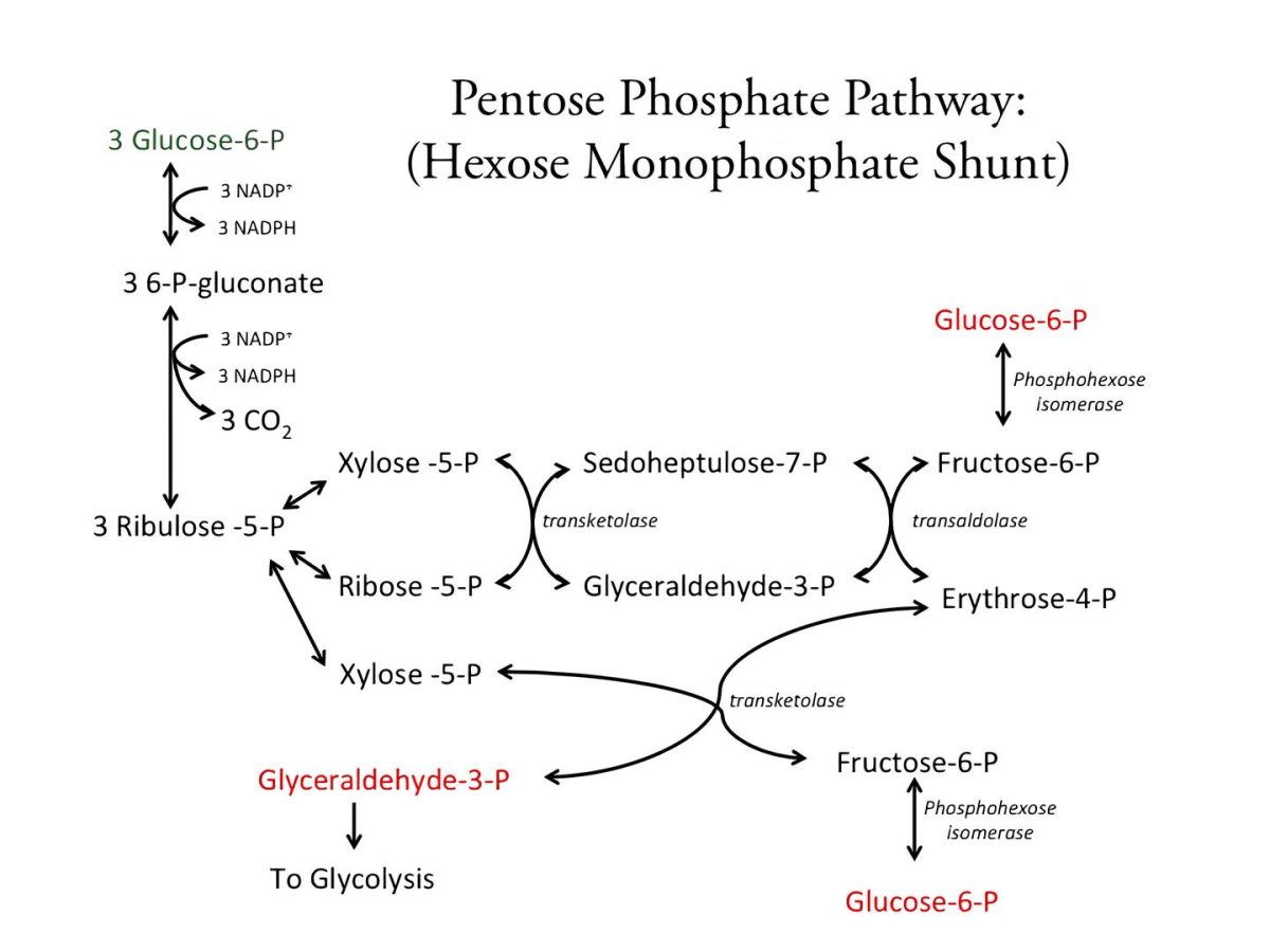 pentoz fosfat yolu