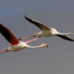 Uçuş halindeki iki pembe flamingo Walvis Körfezi'nde uçuş halindeki yetişkin ve ergen yaş altı büyük flamingo.
