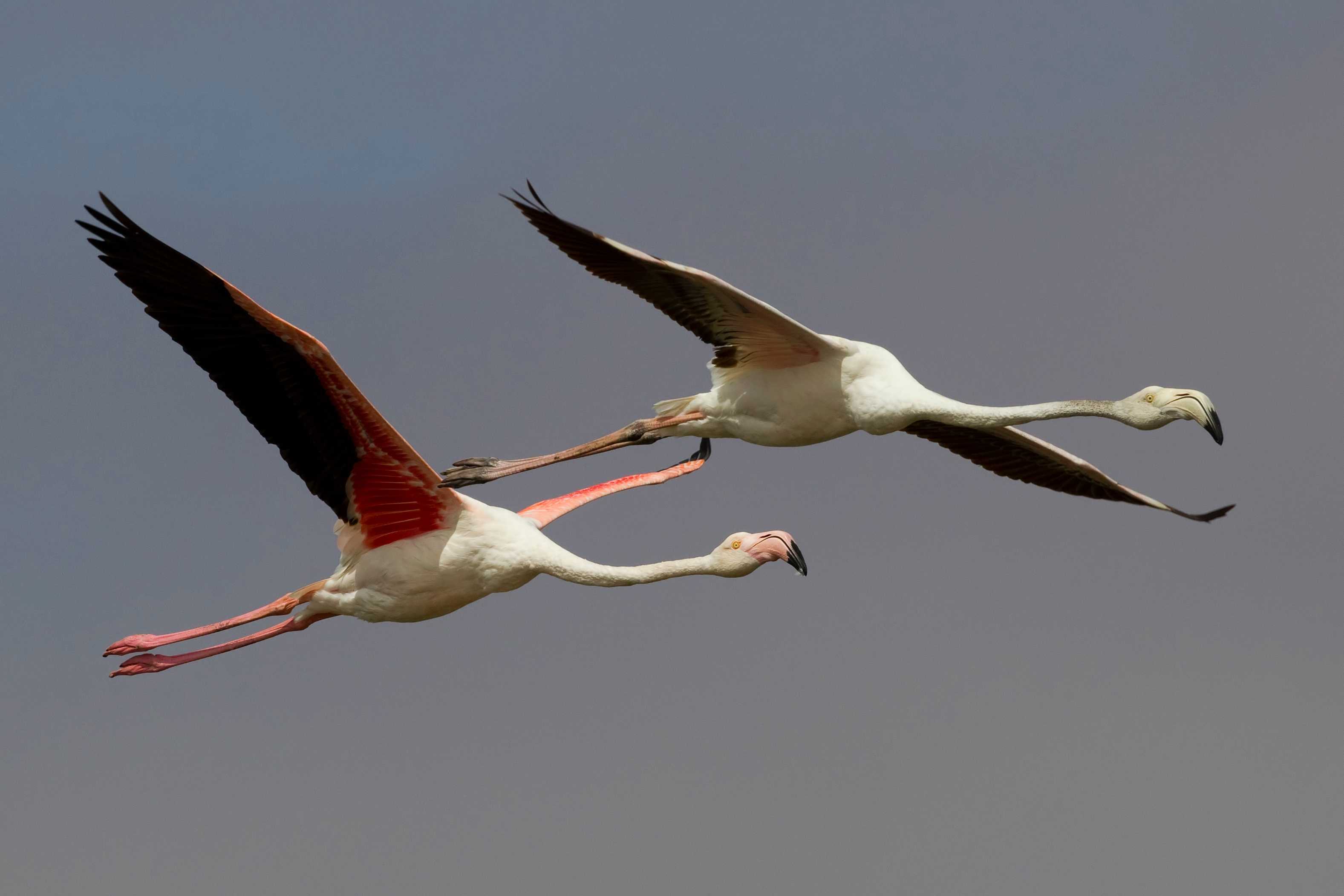 Uçuş halindeki iki pembe flamingo Walvis Körfezi'nde uçuş halindeki yetişkin ve ergen yaş altı büyük flamingo.