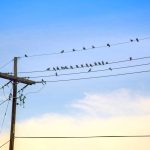 elektrik hattında oturan kuşlar