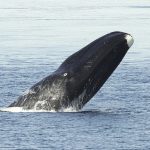 grönland balinası Balaena mysticetus