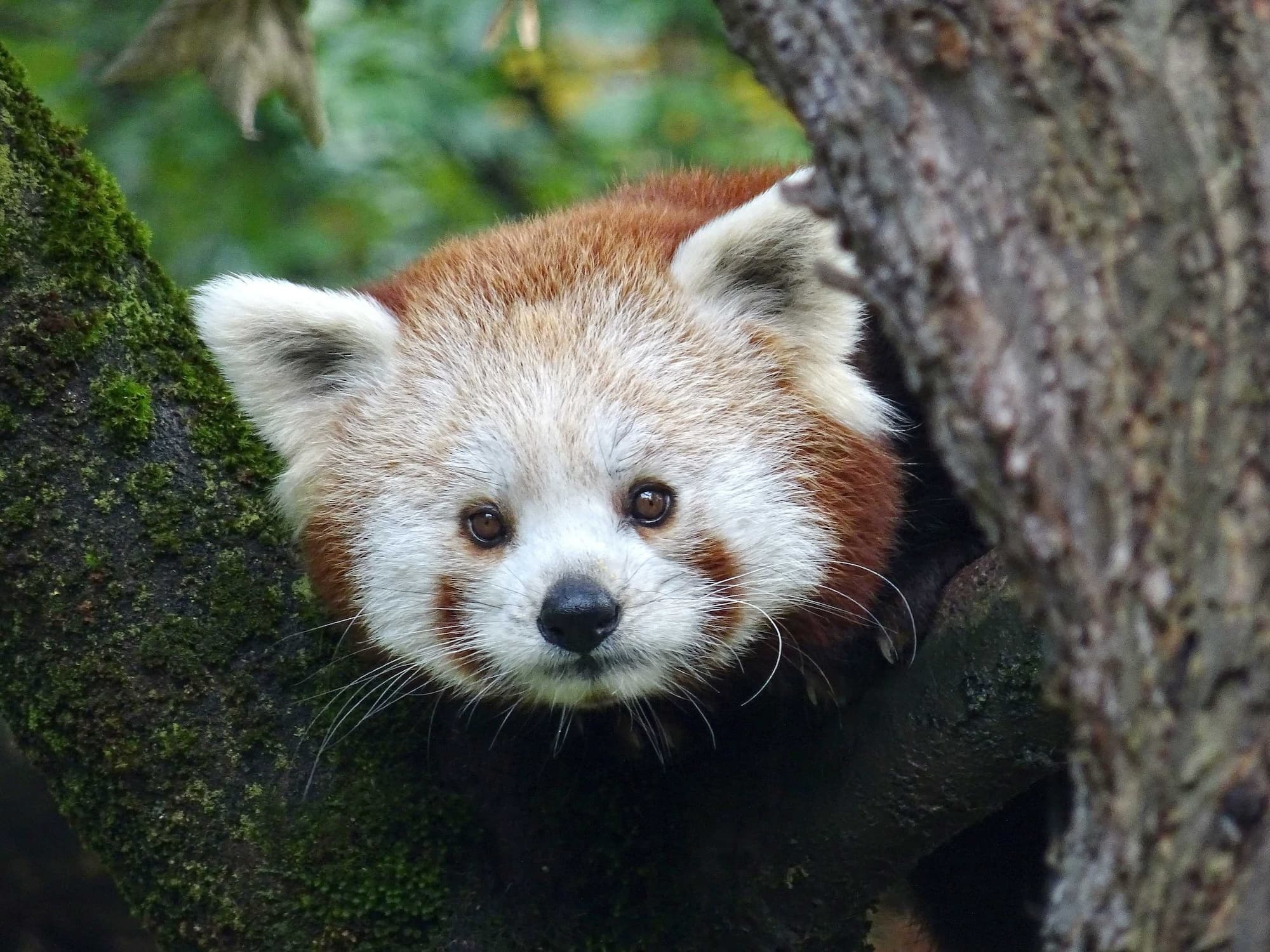 kızıl panda