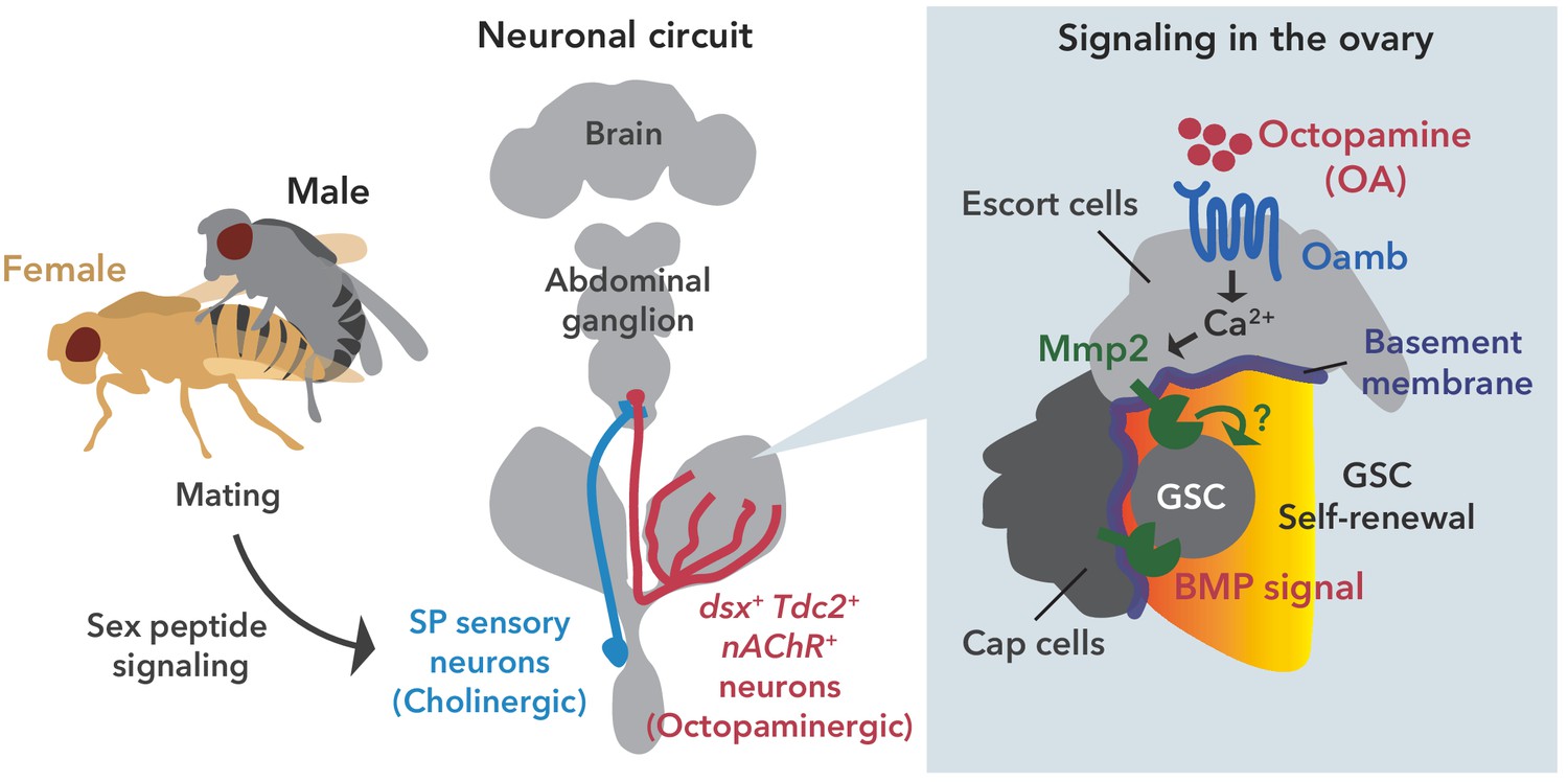 Nöronal octopamine sinyali ve ardından Oamb-Ca2+-Mmp2 sinyali, çiftleşme kaynaklı GSC artışını düzenler.