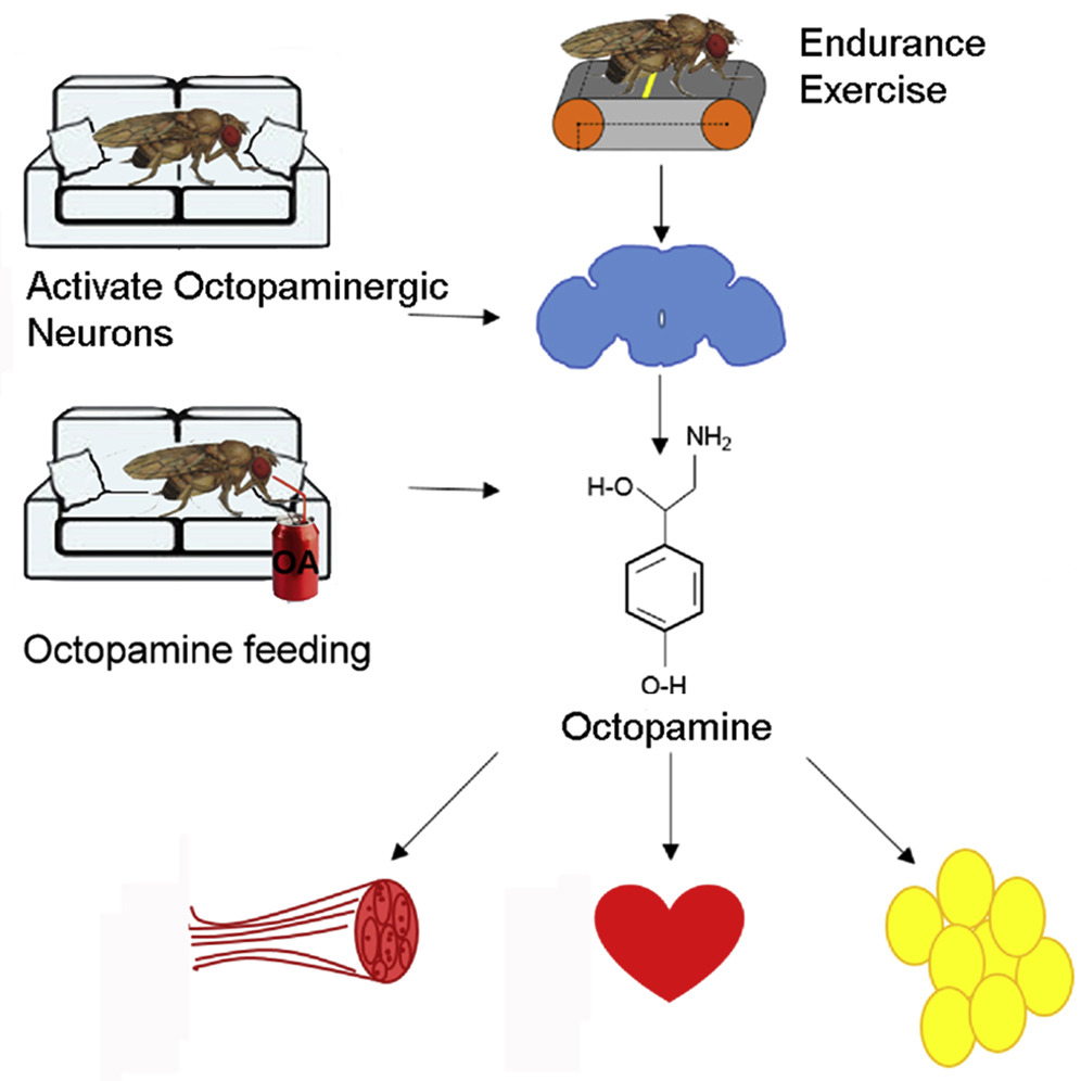 Erkek Drosophila'da octopamine ve dayanıklılık egzersizi arasındaki ilişki. Bu deneyler, oktopaminin Drosophila'da dayanıklılık egzersizine adaptasyonun kritik bir aracısı olduğunu göstermektedir. 