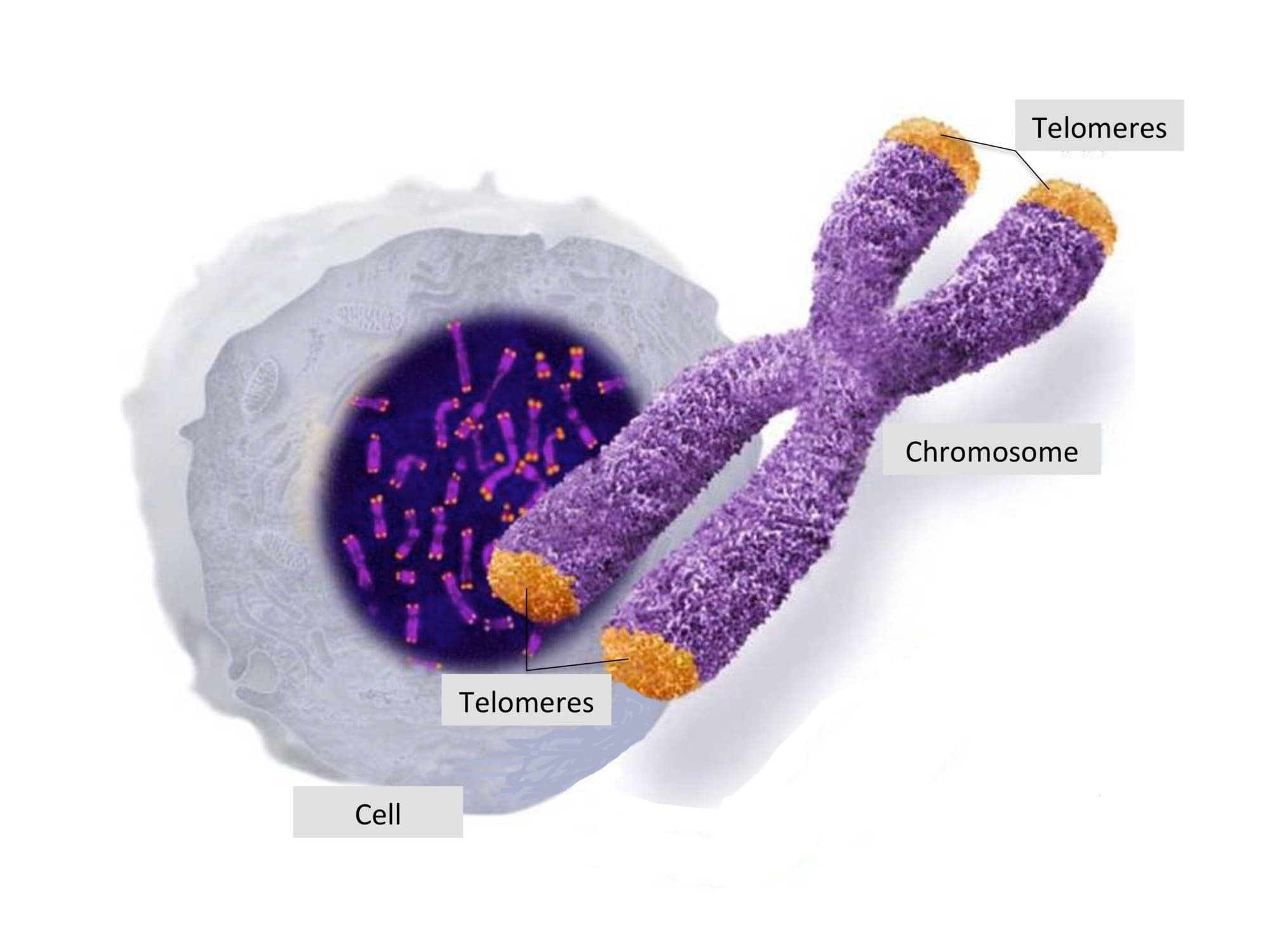 Kromozomlar genlerimizi oluşturan uzun DNA iplikçiklerini içerir. Telomerler kromozomların uçlarında başlıklar oluşturur.