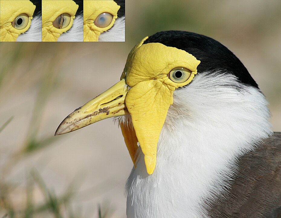 Maskeli bir lapin kuşunun sol gözünün üzerine kapanan, medial kantustan çıkan nictitating membranı. Görsel: 
