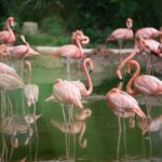 gölde flamingolar neden pembe