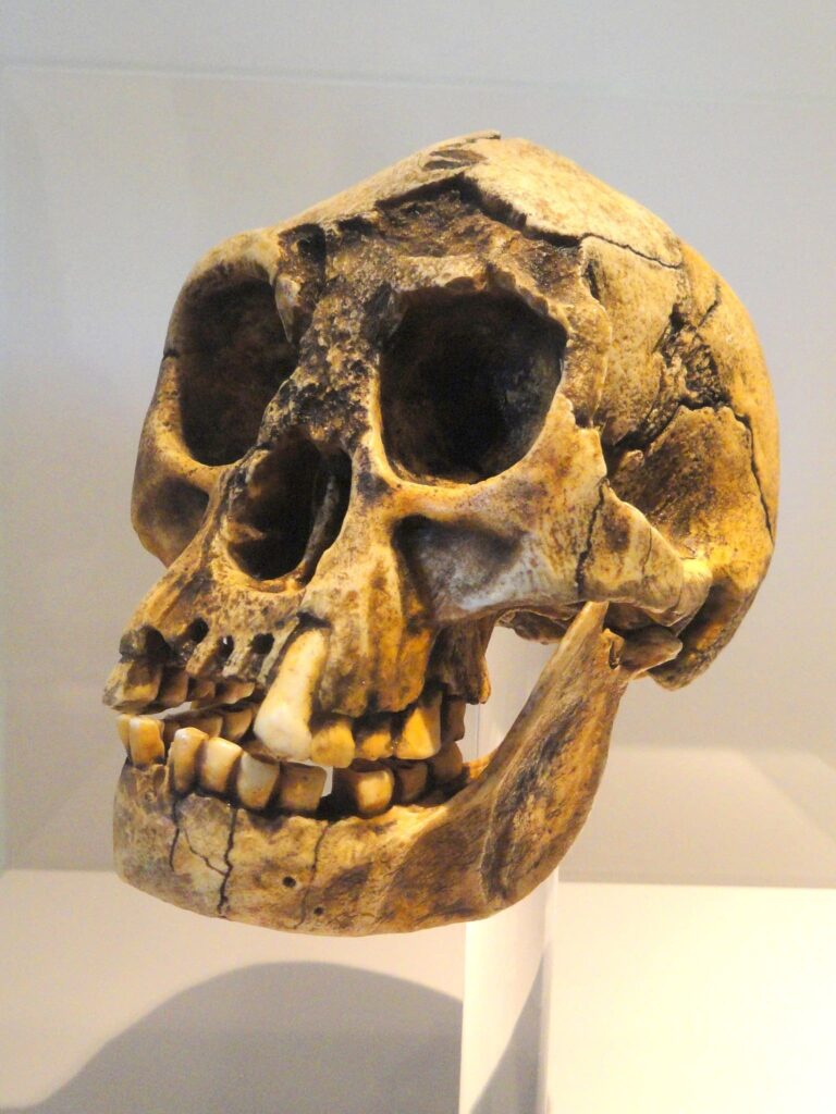 Homo floresiensis kafatası