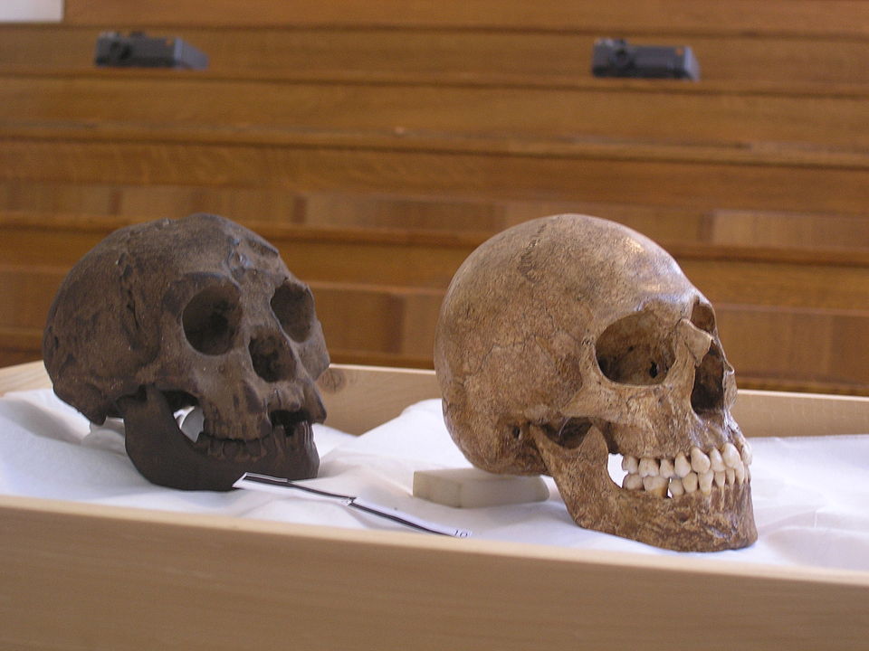 LB1 (solda) ve mikrosefalik insan (sağda) floresiensis homo
