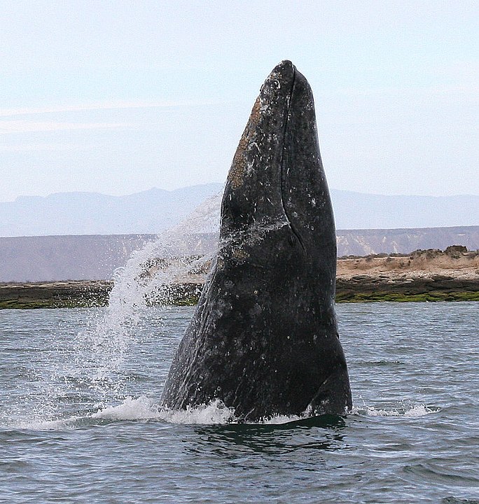 Meksika kıyısındaki bir lagüne giren gri balina