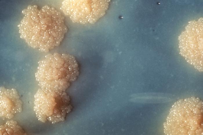 Mycobacterium tuberculosis kültürünün yakından görünümü