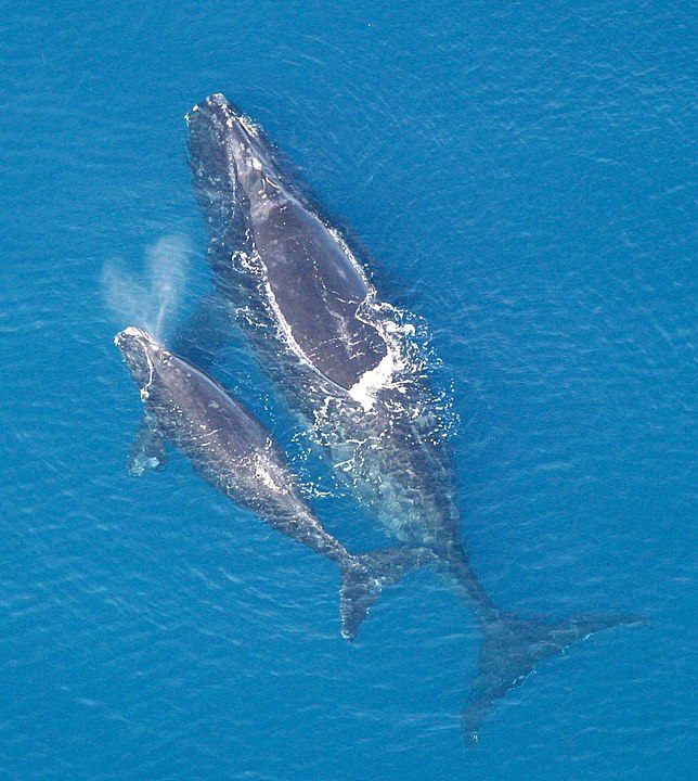 Yavrusuyla birlikte dişi bir Kuzey Atlantik gerçek balina.