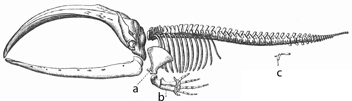 Resimdeki c harfi balenli bir balinanın gelişmemiş arka ayaklarını göstermektedir.