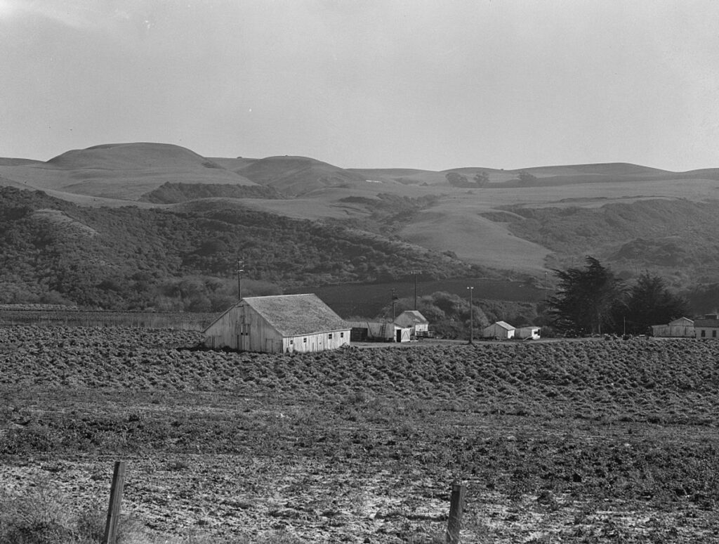 Half Moon Körfezi yakınında bir enginar çiftliği, Kaliforniya, 1938.