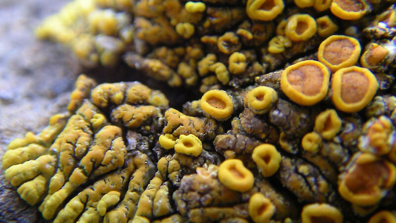 Liken, farklı organizmalar (bir mantar ve bir alg veya siyanobakteri) arasındaki simbiyozdur