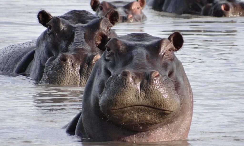 hippopotam