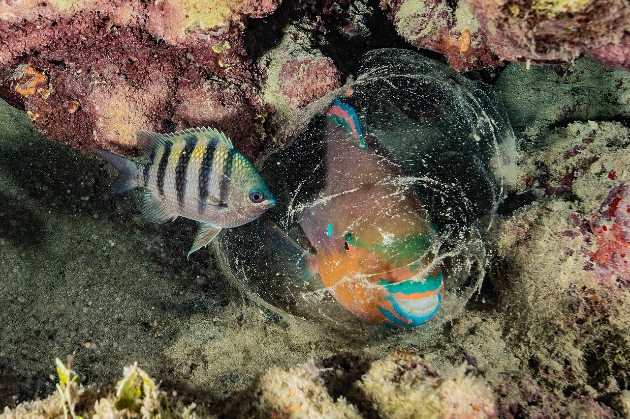 Dört Noktalı Papağan Balığı (Scarus zelindae) mukus baloncuğunun içinde gece uykusu iskaroz