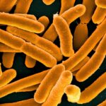 E. coli bakterisinin mikroskobik görüntüsü.