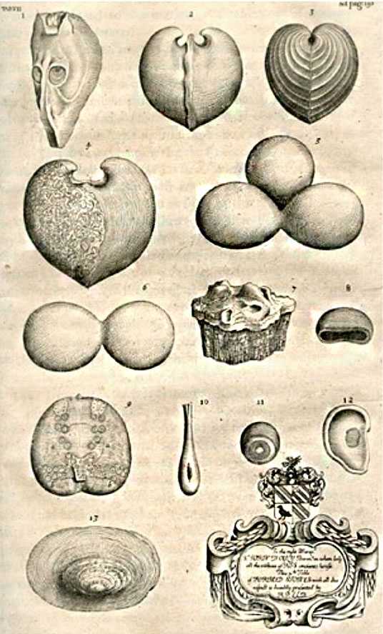 Robert Plot'un bitkilere veya hayvanlara benzeyen "biçimli taşları".