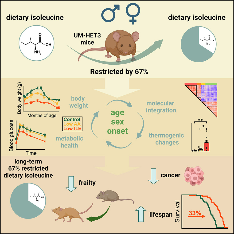 düşük izolösin diyetinin fareler üzerindeki etkisi