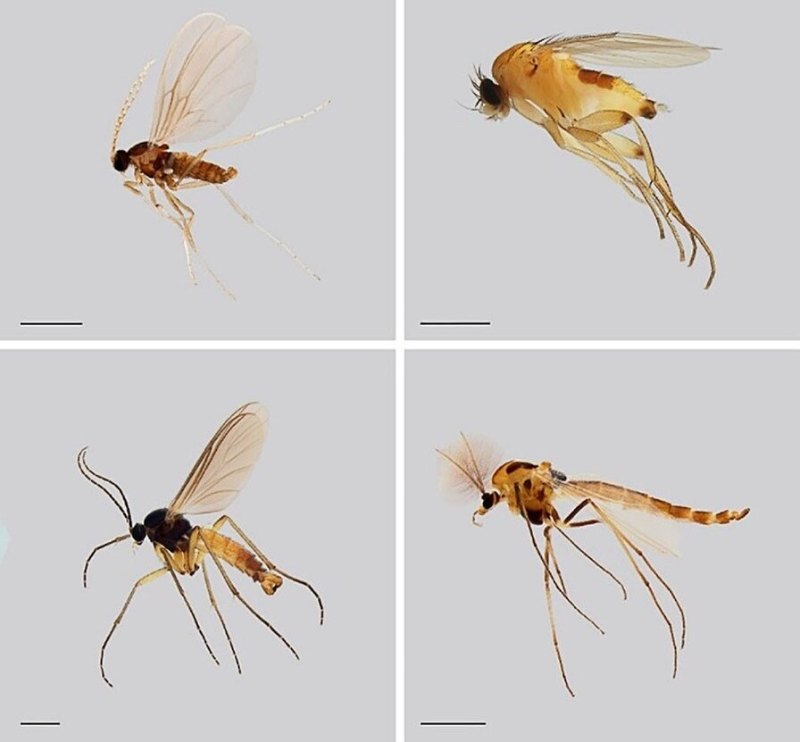 Safra sivrisinekleri, kambur sivrisinekler, mantar sivrisinekleri ve tatarcıklar soldan sağa dört farklı sivrisinek ailesidir.
