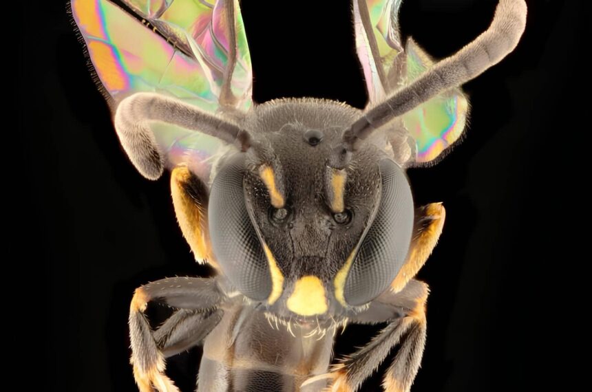 Hylaeus derectus erkek