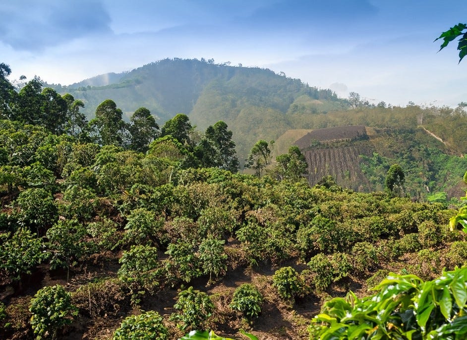 Java Adası'nda kahve plantasyonu