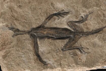 Tridentinosaurus antiquus