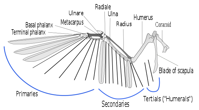 çuş tüyleri gösterilmiş bir kuş kanadının anatomisi
