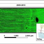 Sismik olaylar orman direncini nasıl etkiliyor? Ağaç halkası kayıtlarına dayalı bir bakış açısı.