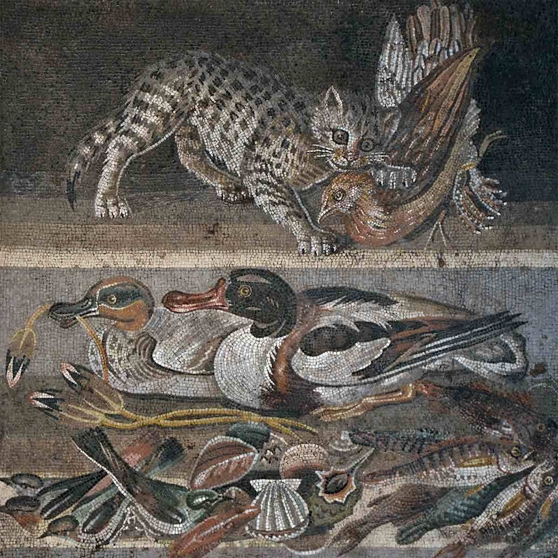 Bir bıldırcına saldıran kedi, MÖ 1. yüzyıl, Pompeii