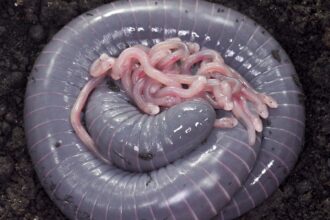 Yavrularıyla birlikte bir dişi halkalı caecilian.