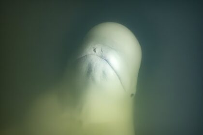 beluga balina