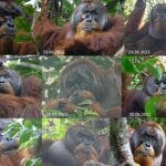 orangutan ilaç yara