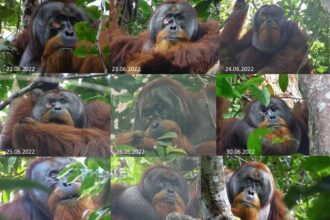 orangutan ilaç yara