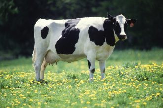 1617px Cow female black white