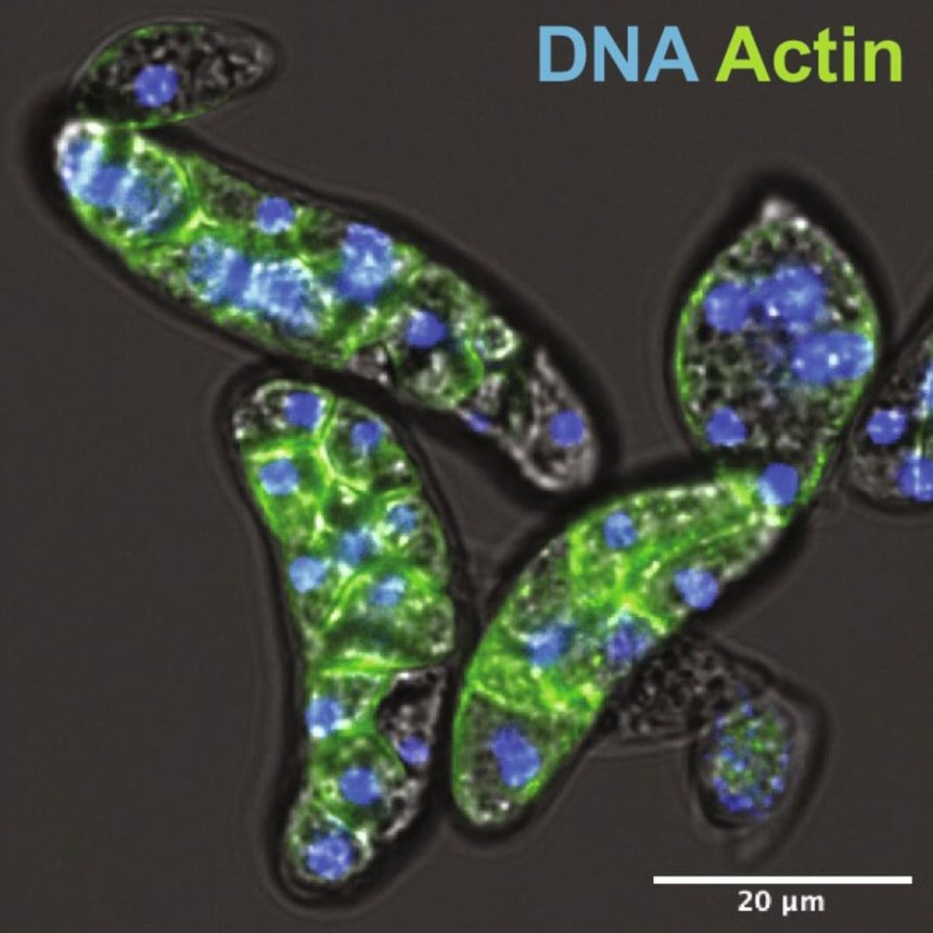 Amoebidium appalachense, F-aktini (yeşil) ortaya çıkarmak için phalloidin ve DNA'yı (mavi) ortaya çıkarmak için Hoescht ile boyanmıştır.