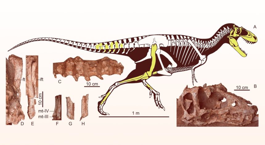 Asiatyrannus xui