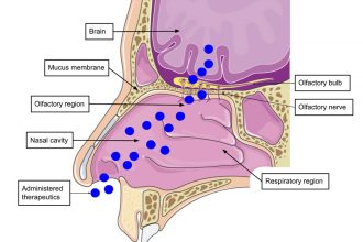 İnhale ilaçlar için burundan beyne giden yol