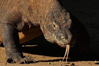 Komodo ejderi