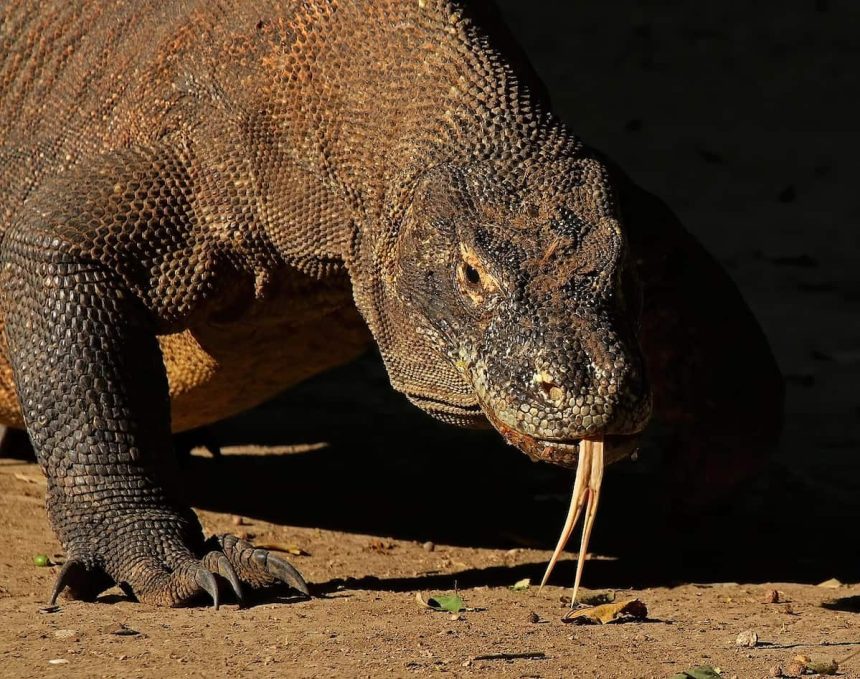 Komodo ejderi